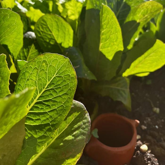 Brown goldring lettuce, watered by ollas, in about 100 degree heat, 10 am