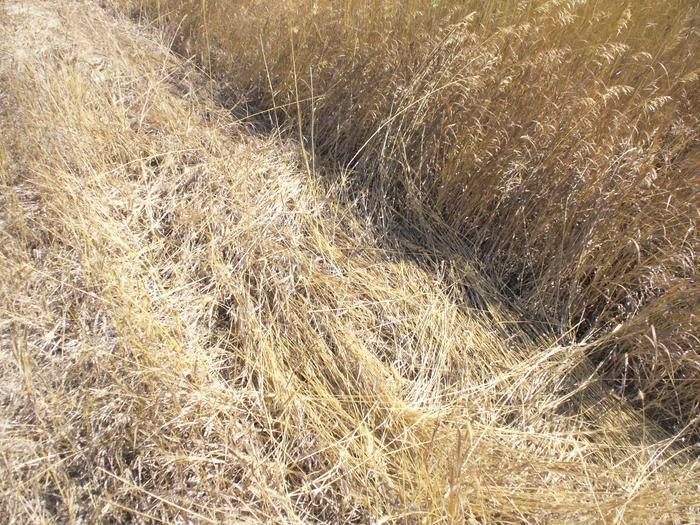 Good crimp on dry grass