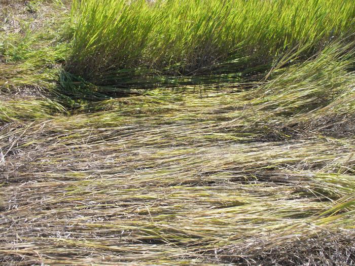 Amazing crimp mid/late June while the grass was flowering