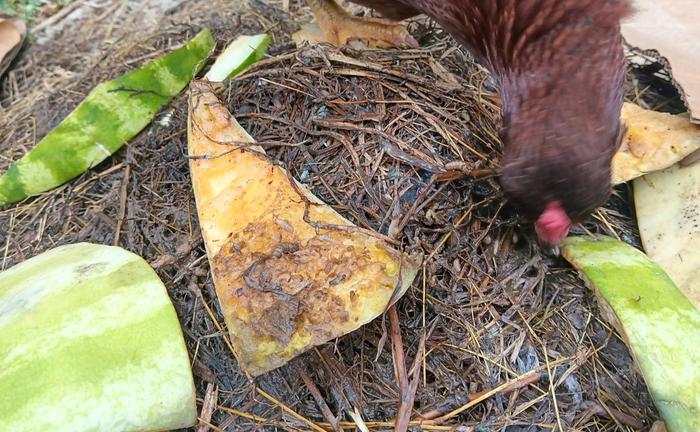 Bsfl chicken feeder