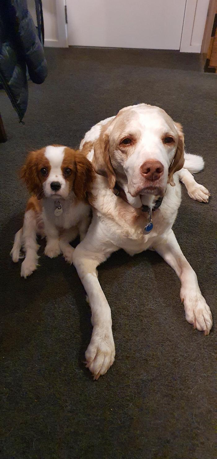 Our two dogs
