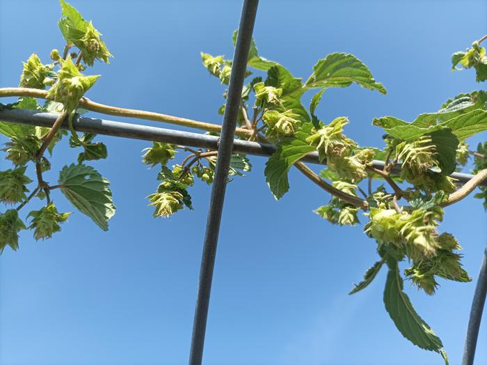 pretty hops!