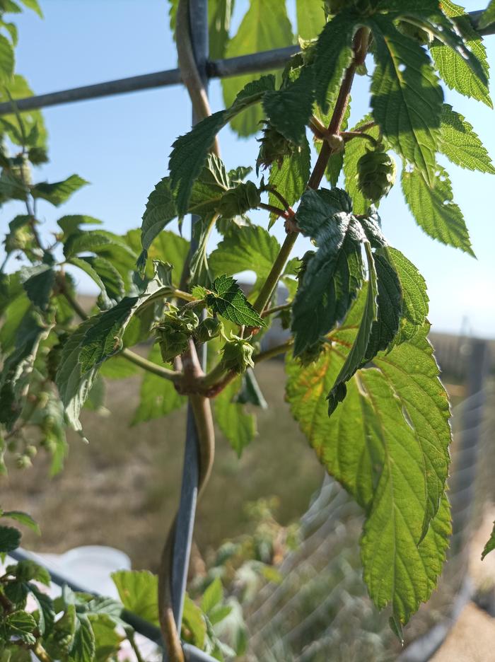 pretty hops!