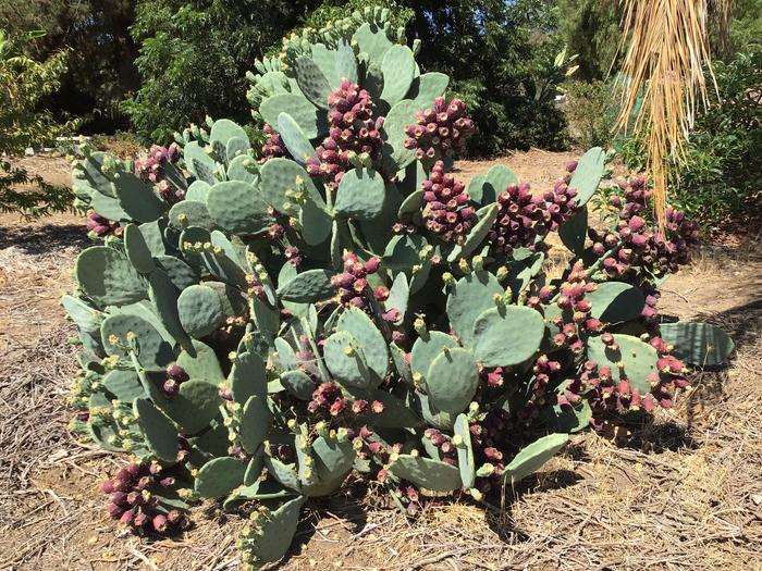 Prickly Pear full of fruit (Tunas)