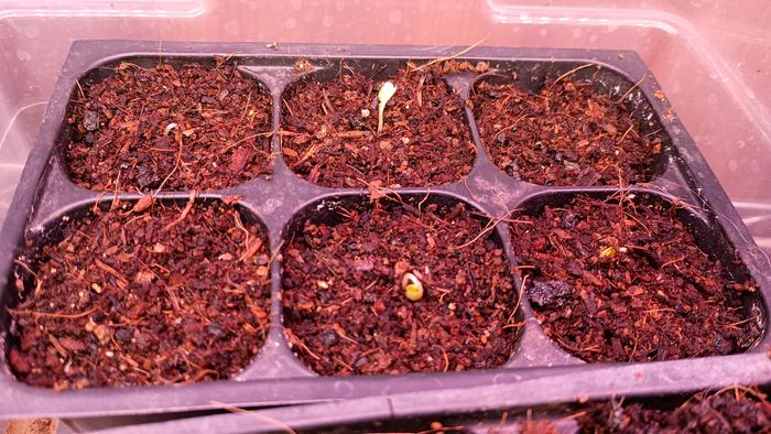 [Thumbnail for MichiganTreeCollardstestgerm.jpg]