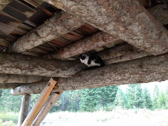 Cat in the rafters