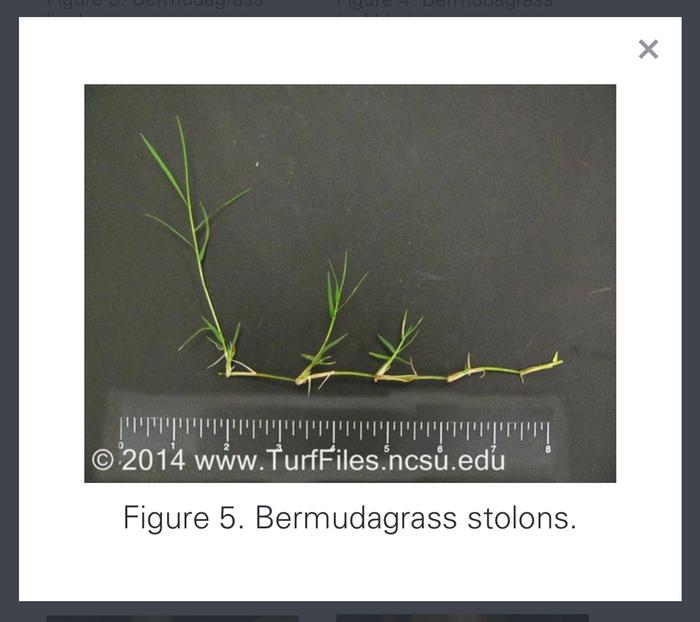creeping bermuda grass