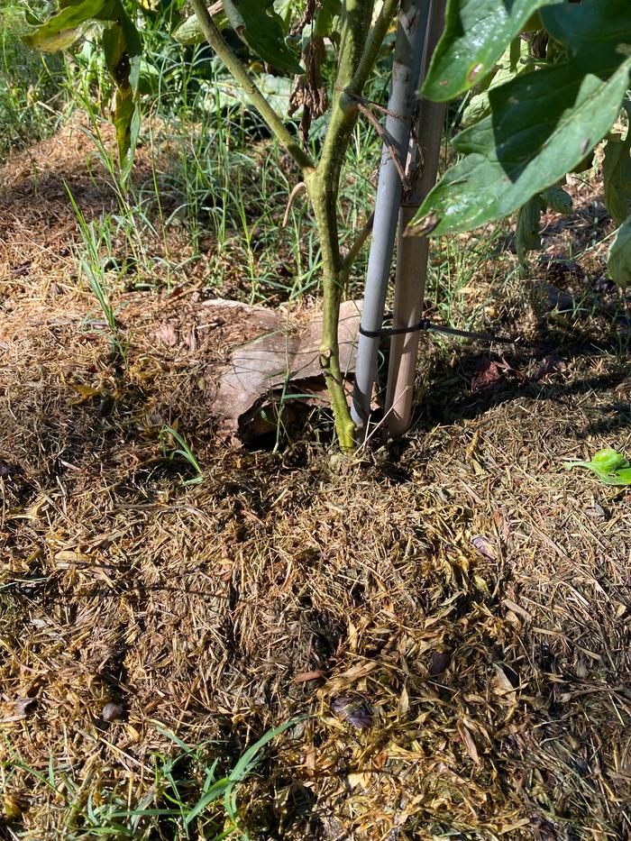 mulching annual tomatoplants to keep down weed competition