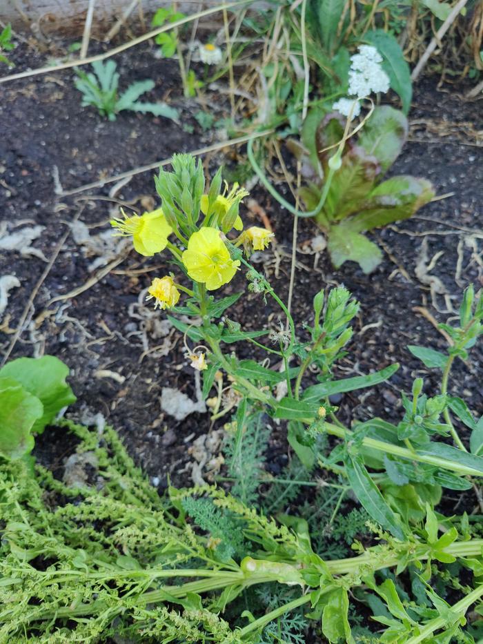 Mystery plant#1
