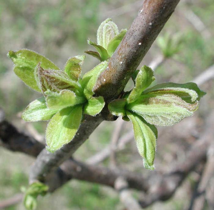 catawba/catalpa leafing out