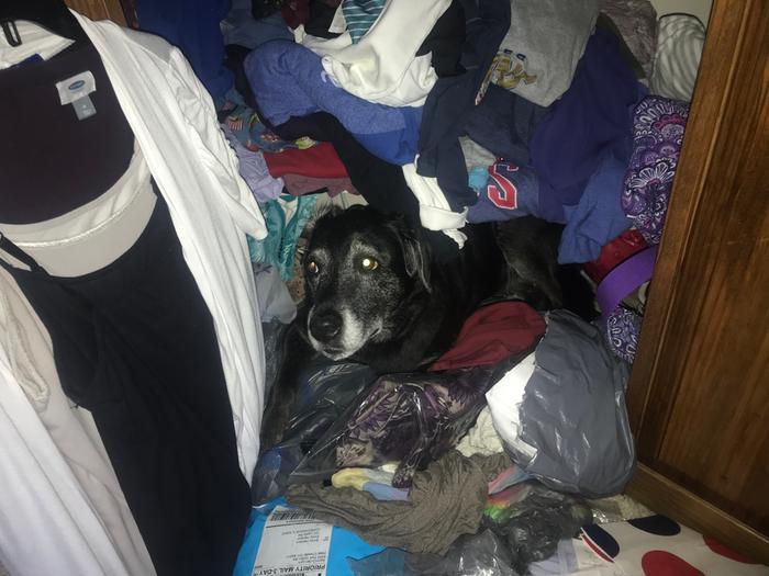 Panicking Dog