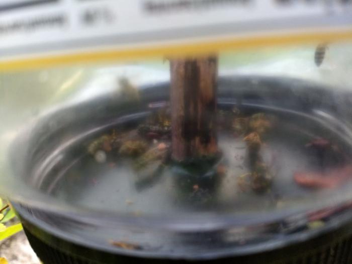 Blurry shot of trapped wasps