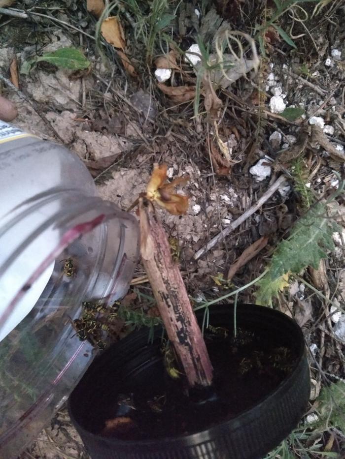 Opening the trap to refresh it. Sorry for the poor quality, it was pretty dark outside
