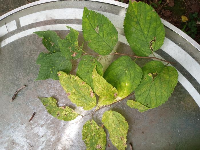 Leaves from a seedling and a 20 foot tall tree