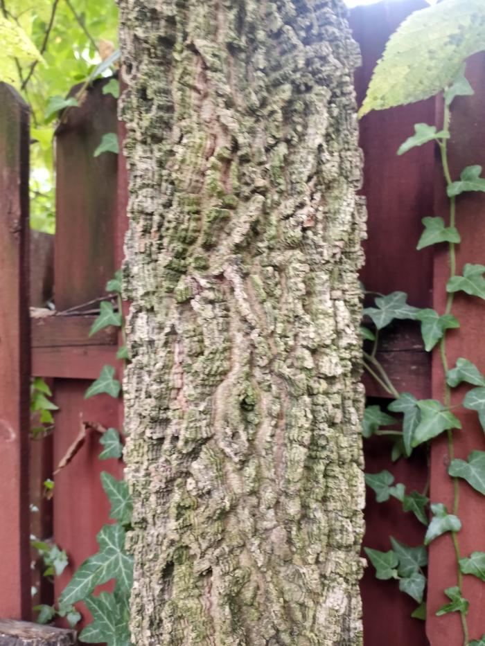 Bark of the 20 foot tree 