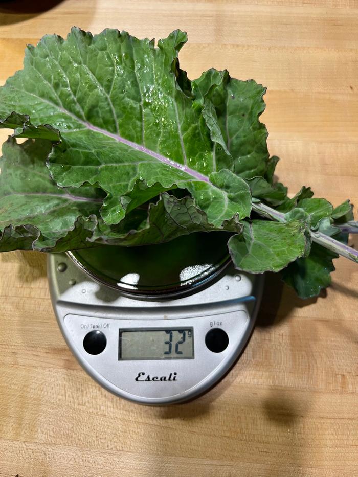 32g sea kale (unfound, using kale as a guesstimate) = 9 Calories