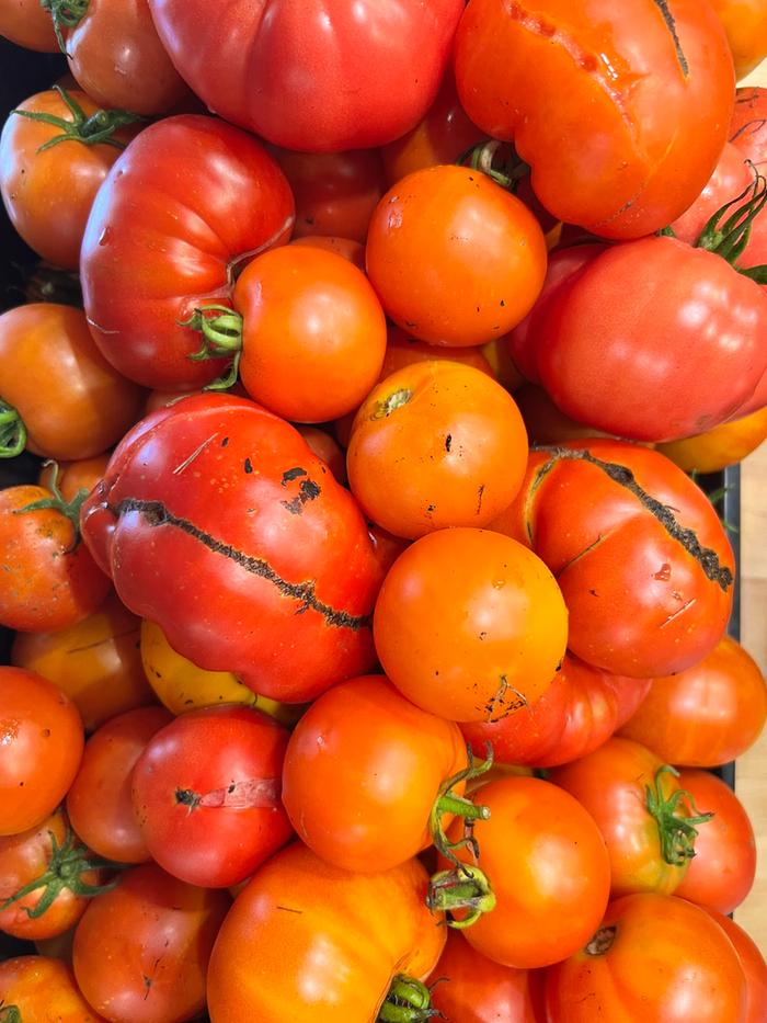 Tomatoes are so pretty!
