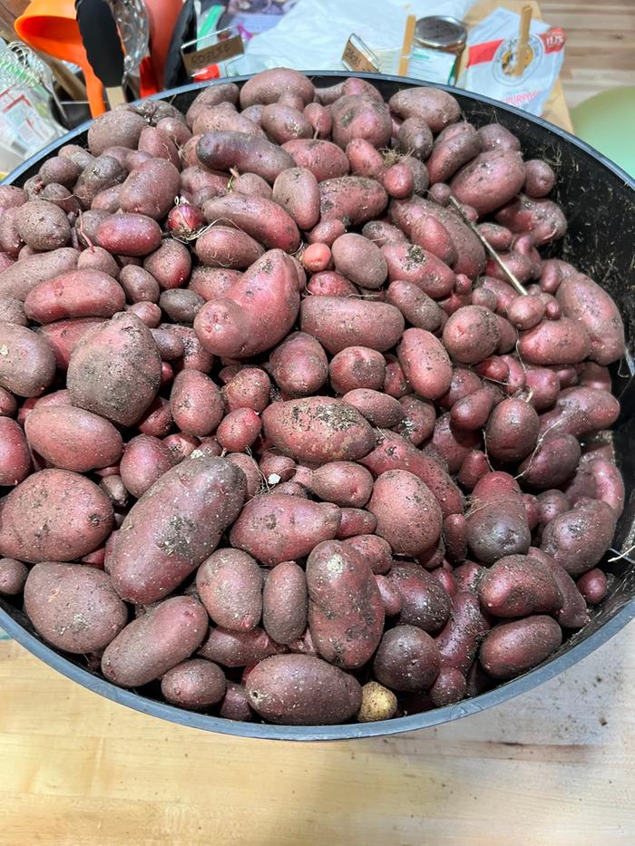 Very productive tubers grown from TPS -- this year's winner. Not as many berries as some others.
