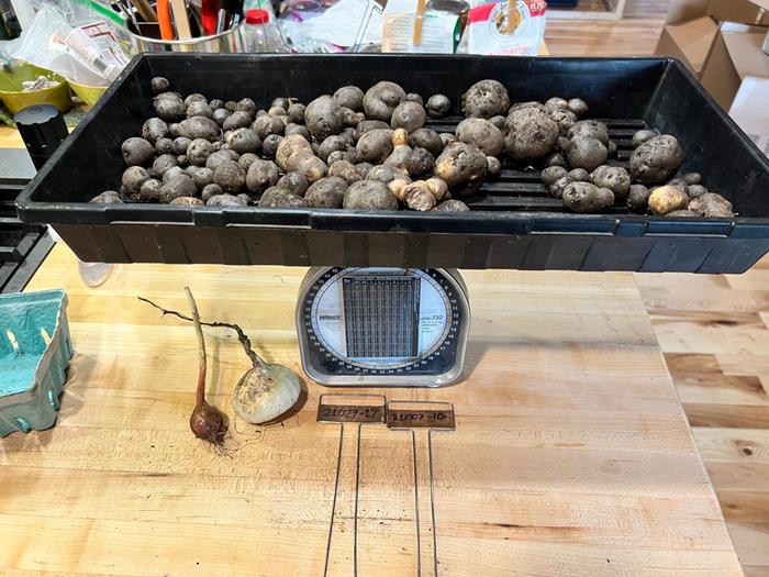 Some purple potatoes of one or two varieties