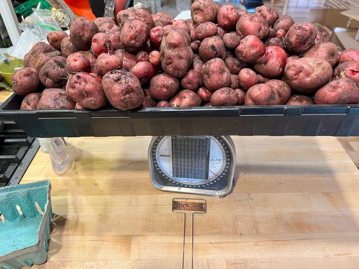 17 lbs of biggish tubers from TPS. I'd like them to be more productive, but at least they're a good size.