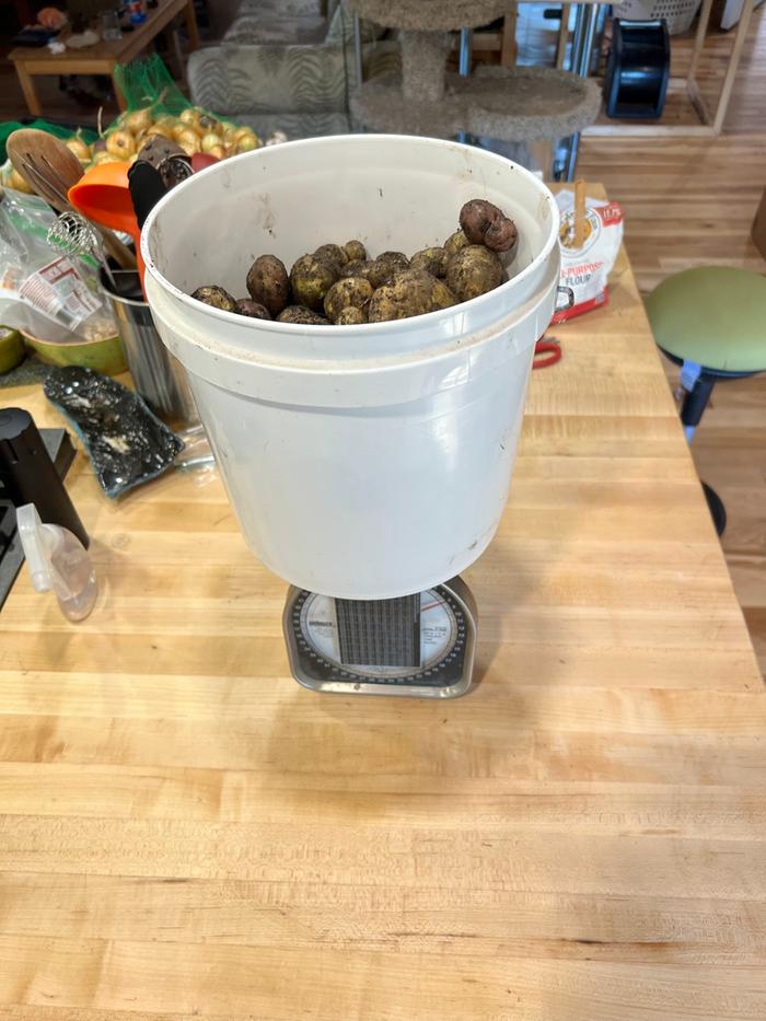 8 lbs of small tubers from TPS