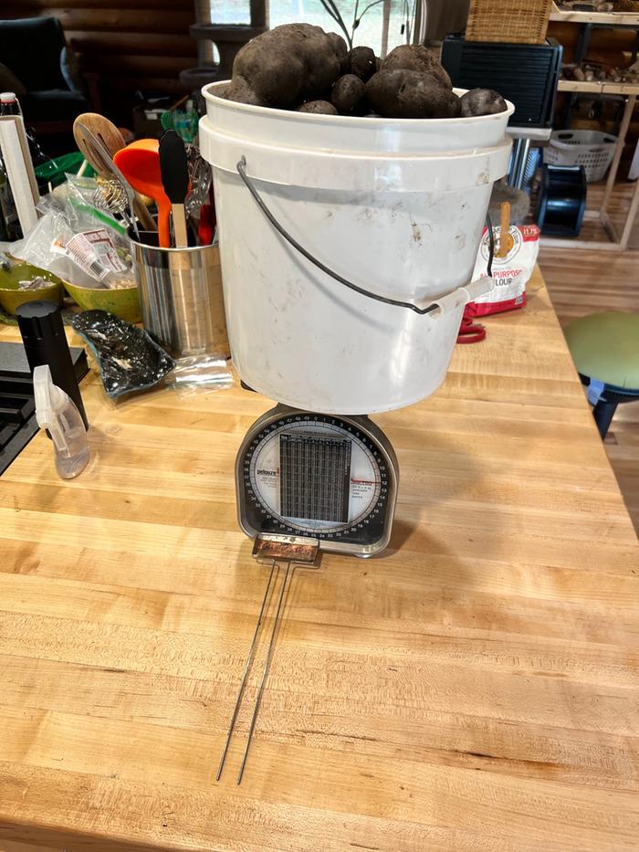 12 lbs of Gunter Blue from Cultivariable stock