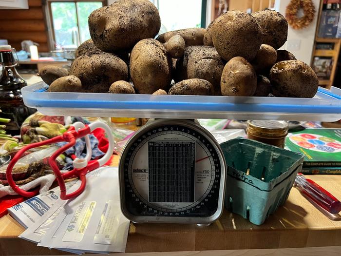 9 lbs of russets grown from grocery-store taters that were going rubbery