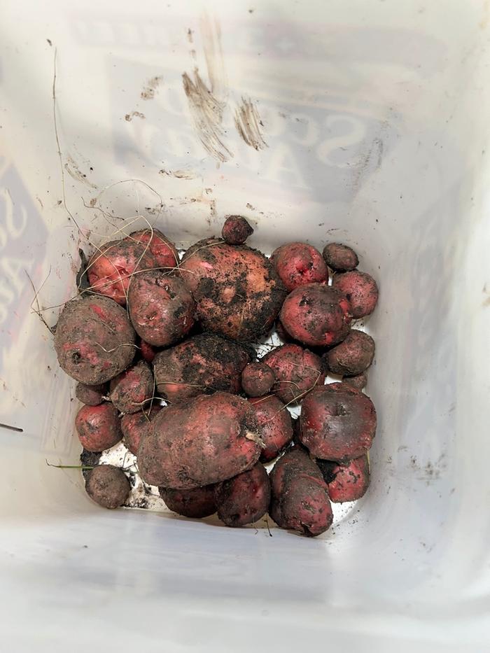 Nice big red tubers