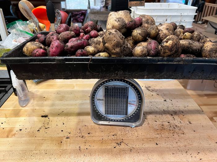 14 lbs of mixed tubers grown from TPS
