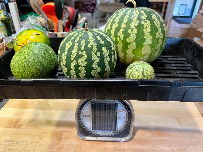 9 lbs of little watermelons