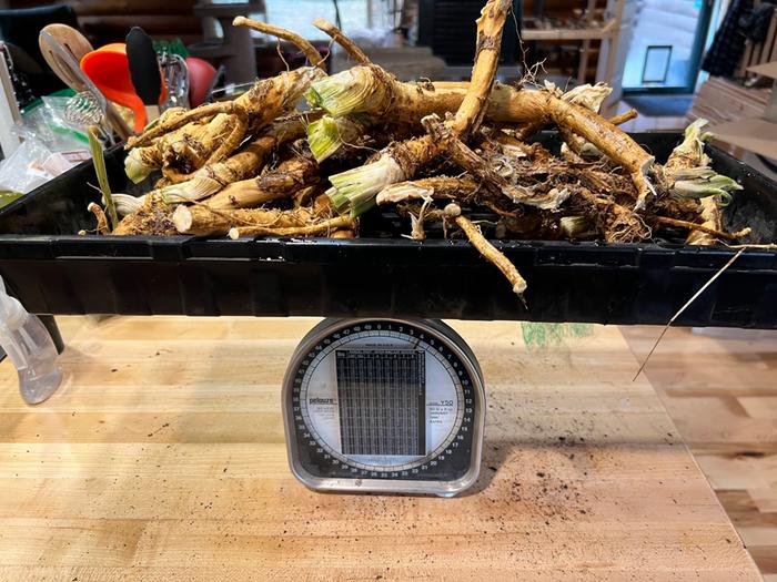 4 lbs of horseradish 