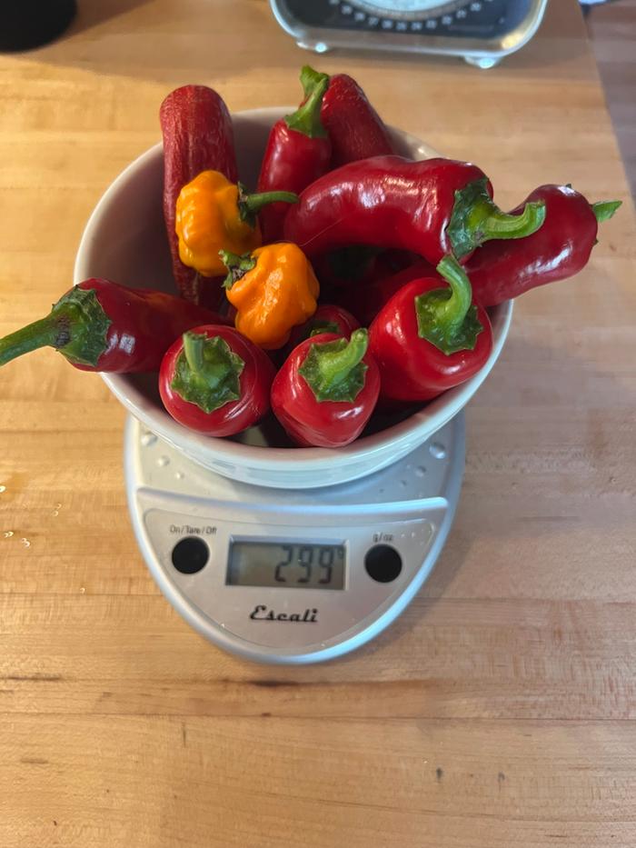 [Thumbnail for chiles03.jpg]