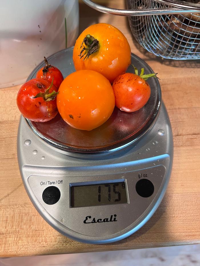 [Thumbnail for tomato05.jpg]