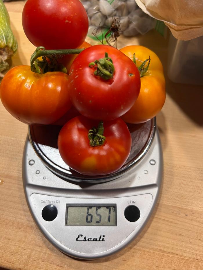 [Thumbnail for tomato02.jpg]