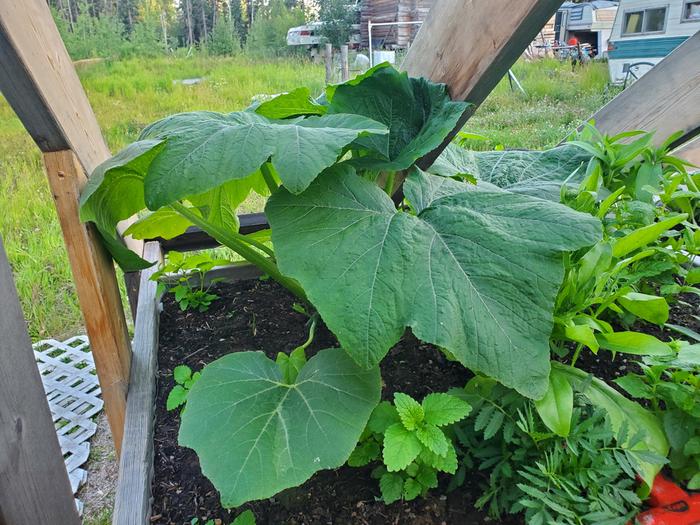 thriving plants in greenhouse