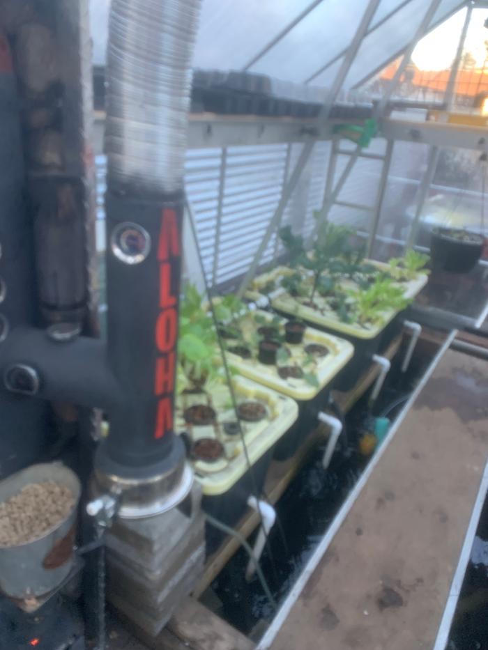 Aloha RMH in aquaponic greenhouse 