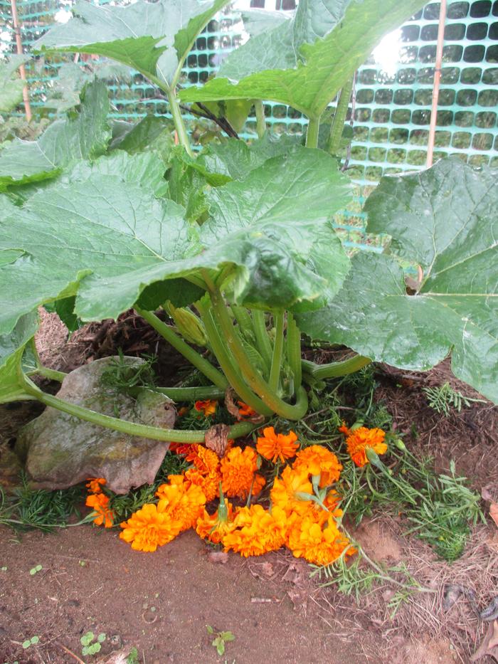 [Thumbnail for IMG_0523.JPG]