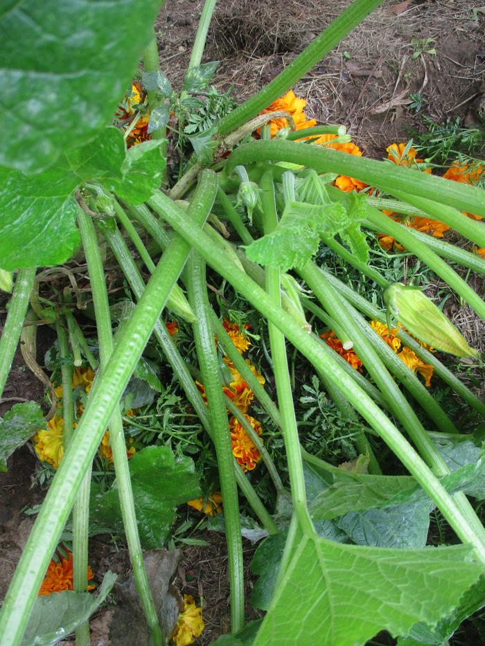 [Thumbnail for IMG_0524.JPG]