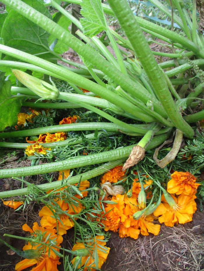 [Thumbnail for IMG_0525.JPG]