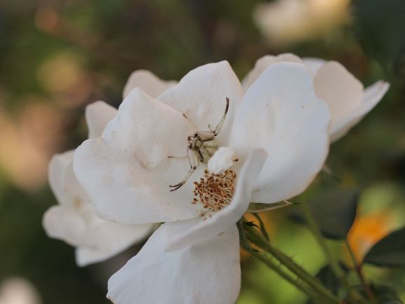 Single white knockout roses attract bees and predators