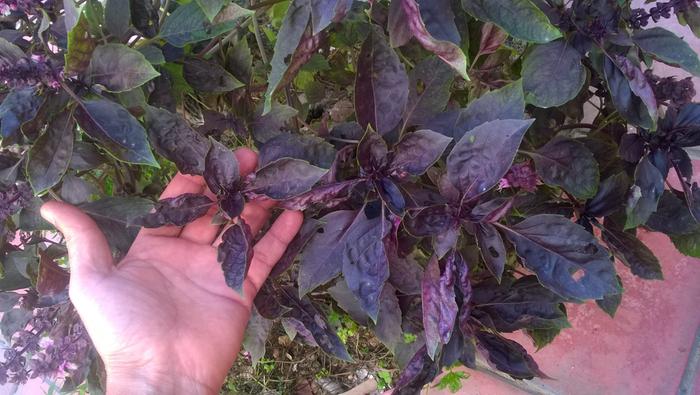 purple leaf basil plant