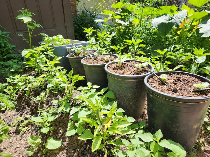 I planted my basil in large pots