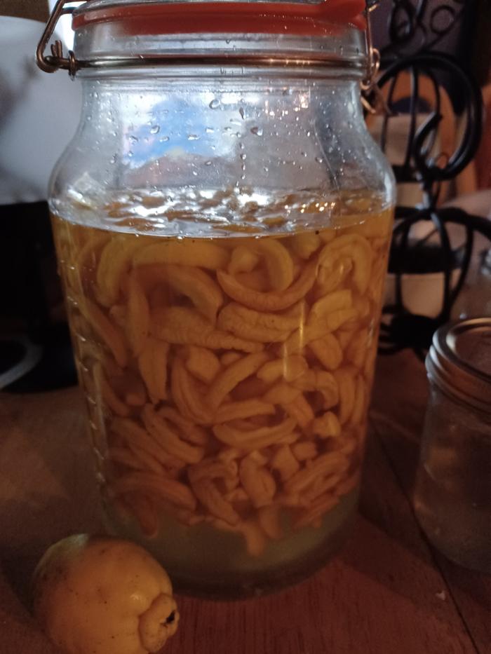 A gallon jar of flowering quince liquor I'm making with 'Lemon'