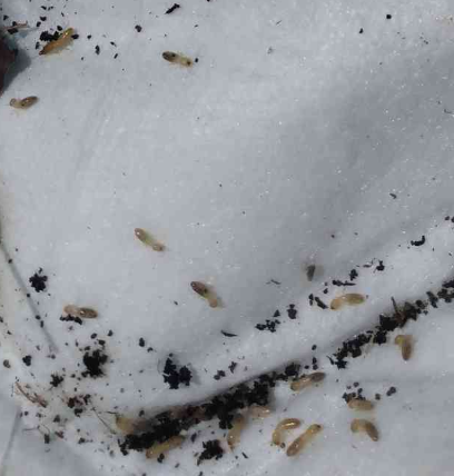 [Thumbnail for termites-1.png]