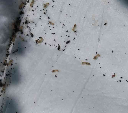 [Thumbnail for terrmites-2.png]