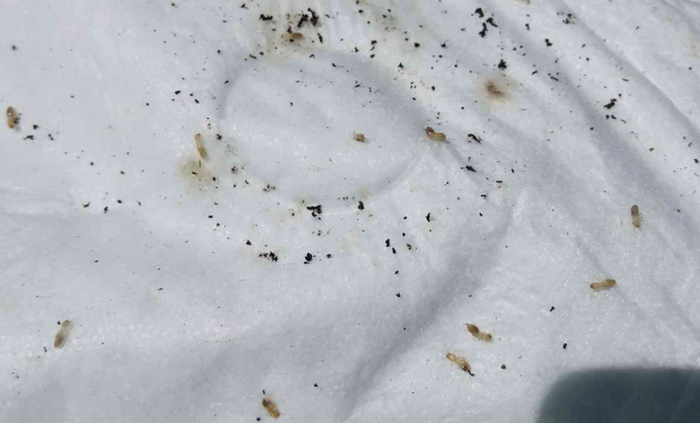 [Thumbnail for termites-3.png]