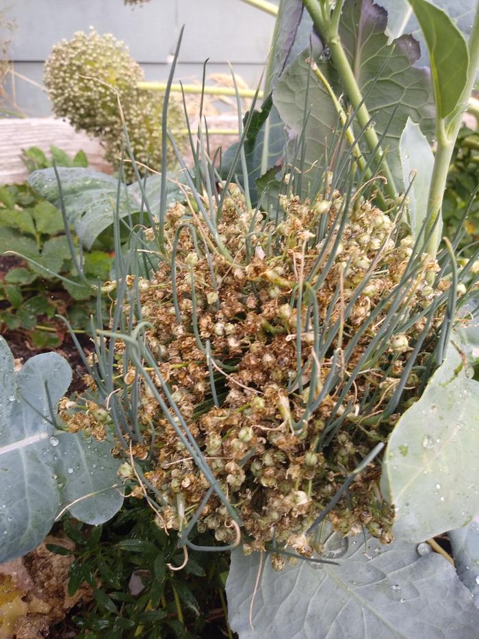 Leek sprouts from flower head