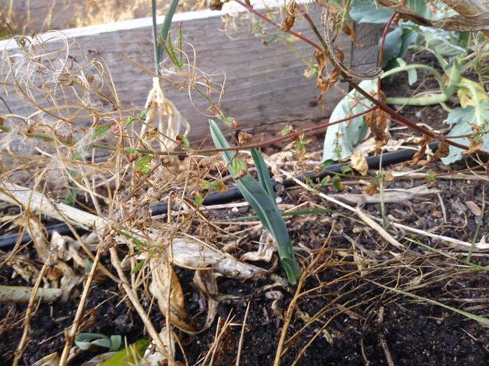 Leek sprouting from the base of a 2yo plant