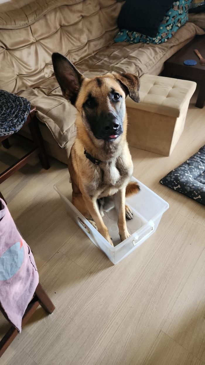 dog in a box