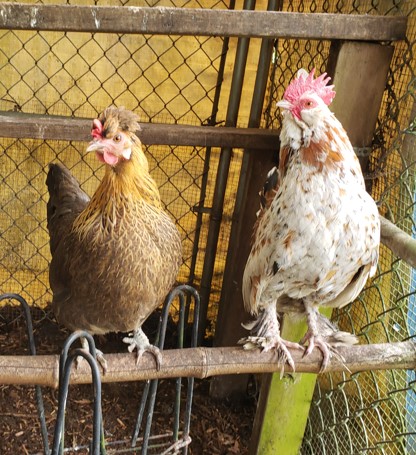 [Thumbnail for Emma-and-Winter-2-sent.jpg]